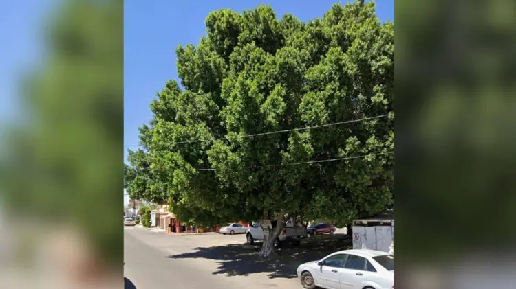 El árbol estaba ubicado en el cruce de las calles Benito Juárez y Juan José Aguirre. (Foto: Especial)