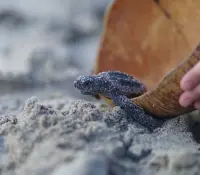 Crrifs realiza segunda liberación de tortugas de la temporada en Playa Miramar