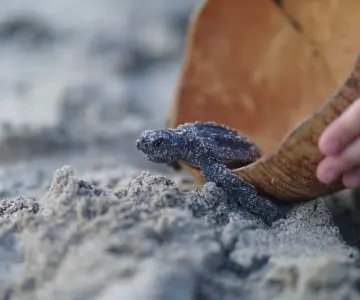 Crrifs realiza segunda liberación de tortugas de la temporada en Playa Miramar
