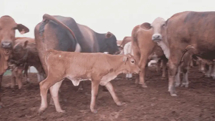 Inspectores de Estados Unidos evalúan la sanidad pecuaria en la entidad. (Foto: Especial/EXPRESO)