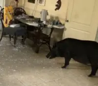 Jabalí de 136 kilos irrumpe en casa de Florida y ataca a un perro