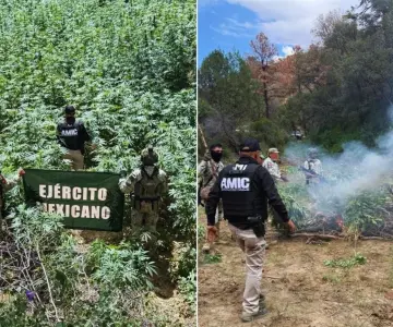 Localizan y destruyen plantío de mariguana en Cananea durante operativo
