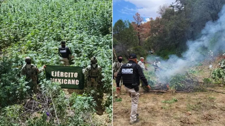 El plantío fue destruido en el operativo. (Foto: Especial / EXPRESO)