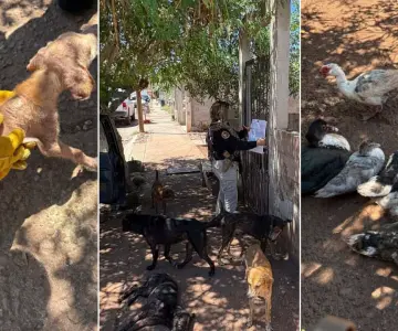 Rescatan a 11 perros y aves víctimas de maltrato en el municipio de Guaymas