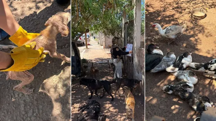 Los animales quedaron resguardados. (Foto: Especial / EXPRESO)