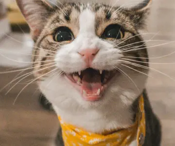 Gatos indoor: nutrición clave para evitar el sobrepeso