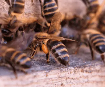 Muere adulto mayor tras ataque de abejas en Cajeme