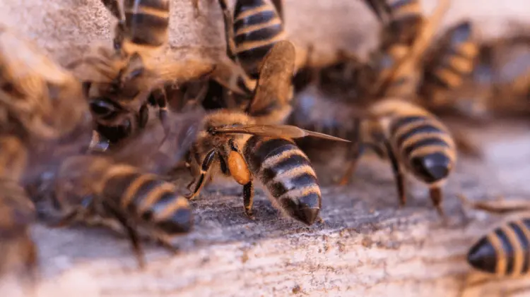 Un adulto mayor falleció en Quetchehueca. (Foto: Ilustrativa/EXPRESO)