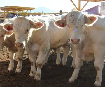 NCBA solicita medidas ante plaga en ganado mexicano