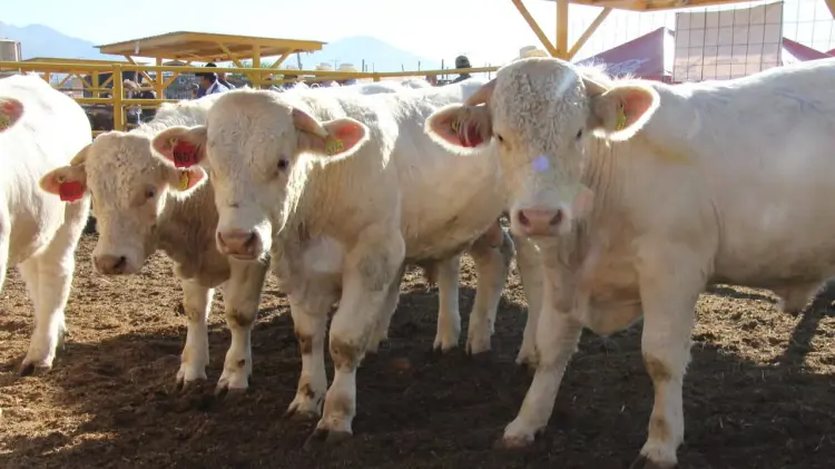 Piden cuentas al Gobierno mexicano. (Foto: Agencia Reforma / EXPRESO)