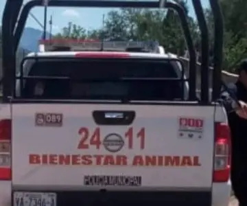 Comunidad de  El Cibuta exige justicia por muerte de perros