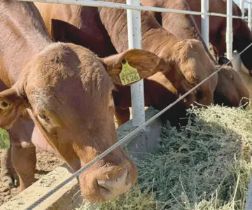Unión Ganadera Sonora solicita detener importación de ganado extranjero