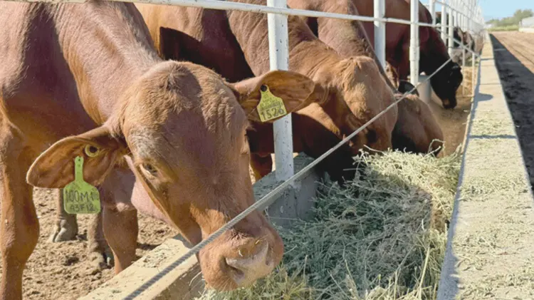 Ganaderos exigen apoyo para proteger su economía. (Foto: Especial/EXPRESO)
