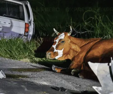 Camioneta se impacta contra vaca en carretera a Kino; hay lesionados