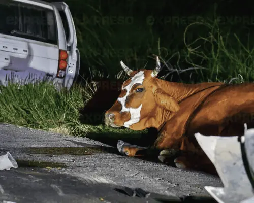 Camioneta se impacta contra vaca en carretera a Kino; hay lesionados