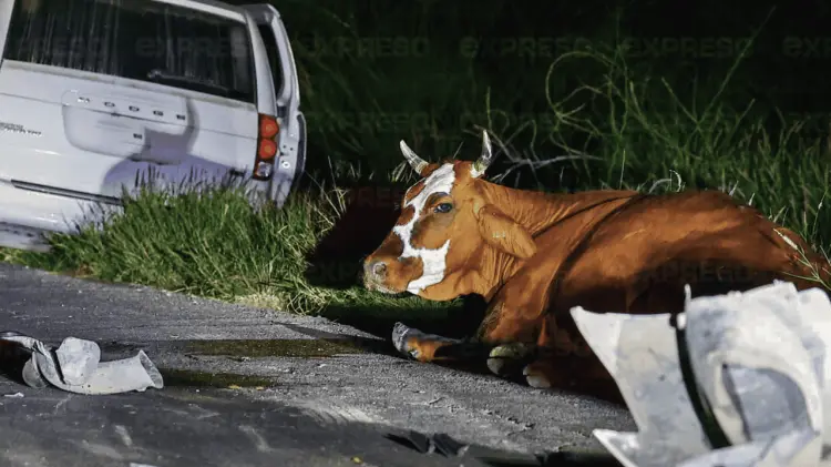 Accidente en carretera Hermosillo-Bahía de Kino deja lesionados y una vaca herida. (Cristian Ruiz)