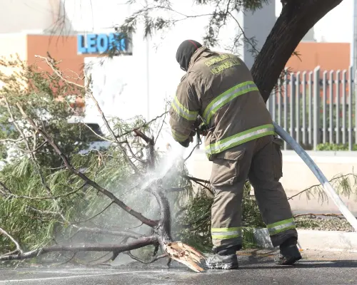 Galería | Bomberos controlan enjambre de abejas en el bulevar Quiroga