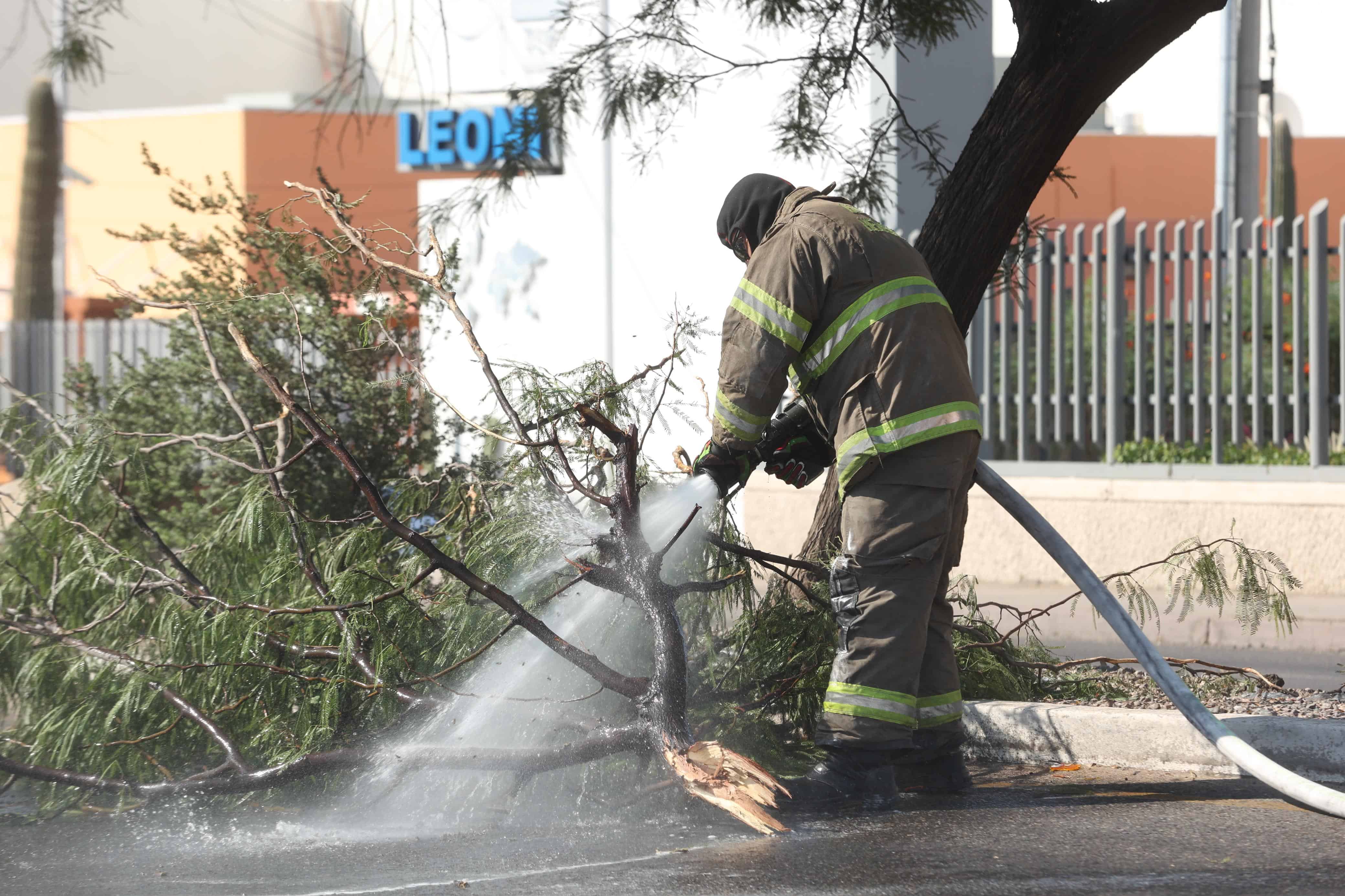 Galería | Bomberos controlan enjambre de abejas en el bulevar Quiroga