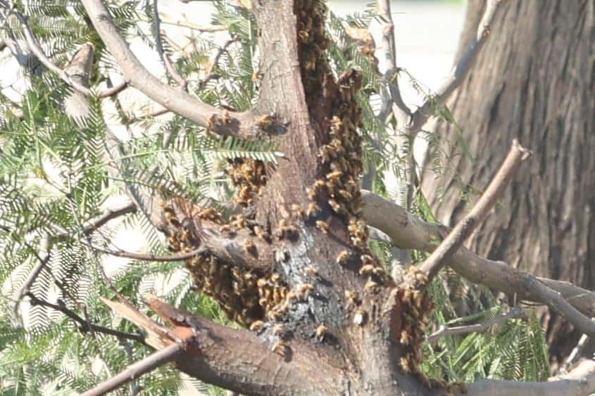Galería | Bomberos controlan enjambre de abejas en el bulevar Quiroga