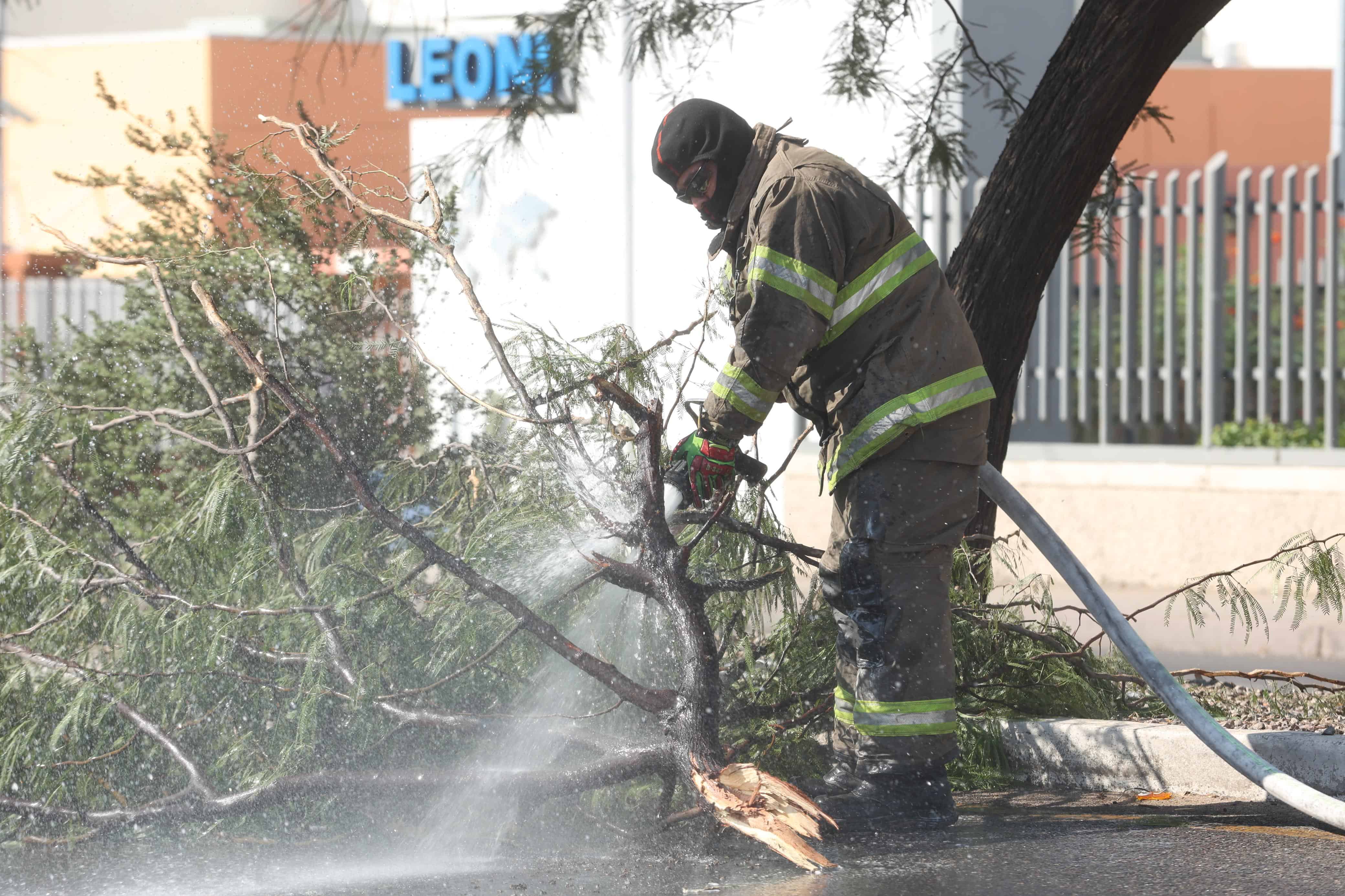 Galería | Bomberos controlan enjambre de abejas en el bulevar Quiroga