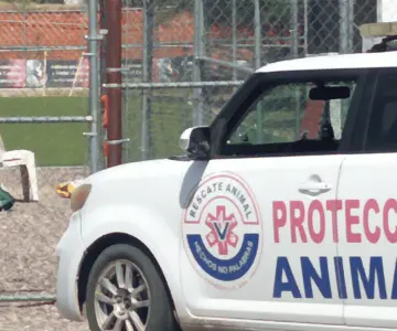 Rescatan más de 25 animales en Hermosillo tras denuncia de maltrato