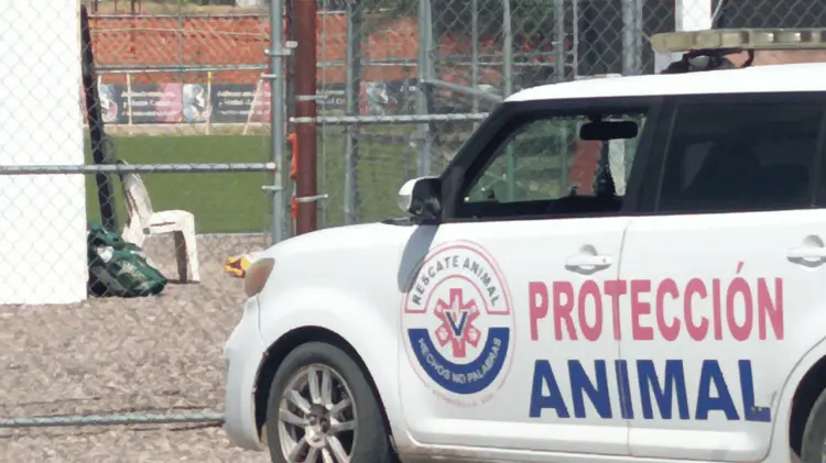 Trasladaron a las mascotas rescatadas (FOTO: Rescate Animal Hermosillo, Sonora/ Facebook)