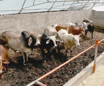 Vigilancia activa evita nuevos casos de gusano barrenador en frontera