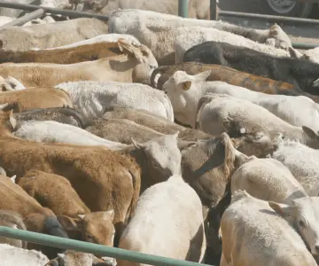 Urge reanudar importaciones de reses mexicanas en Texas