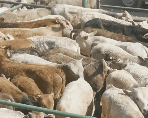 Urge reanudar importaciones de reses mexicanas en Texas