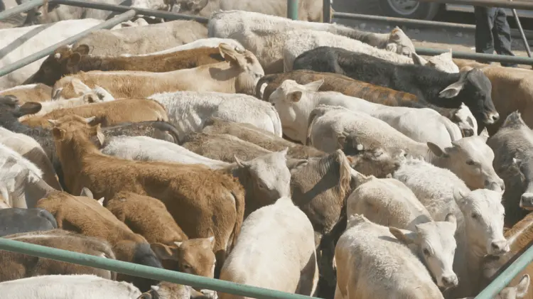 Texas busca la reapertura de la frontera al ganado mexicano. (Foto: Especial/EXPRESO)