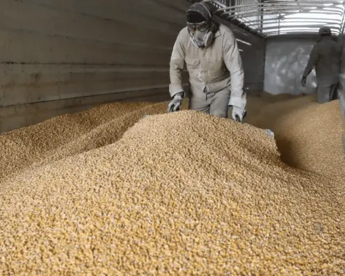 Gobierno de México garantiza precio de 6 mil 50 pesos al maíz blanco