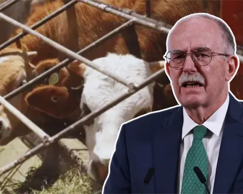 Aún no hay fecha para reapertura a la exportación de ganado: Sader