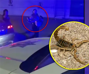 Niño es picado por alacrán en su casa de Hermosillo; dos policías lo salvan