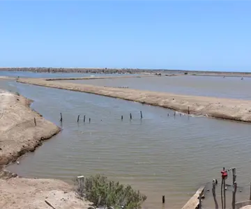 Sonora: Logran año acuícola sin daños por enfermedades
