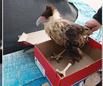 Rescatan un ave quelele en libramiento de Guaymas; sigue en estado crítico