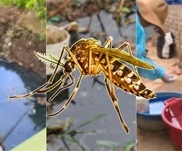 Salud Sonora llama a eliminar criaderos ante actividad focalizada de dengue