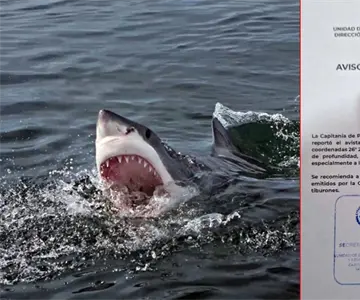 ¡Activan alerta de tiburón en Huatabampo! Piden no entrar al mar en la zona