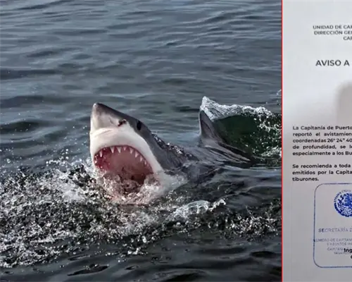 ¡Activan alerta de tiburón en Huatabampo! Piden no entrar al mar en la zona