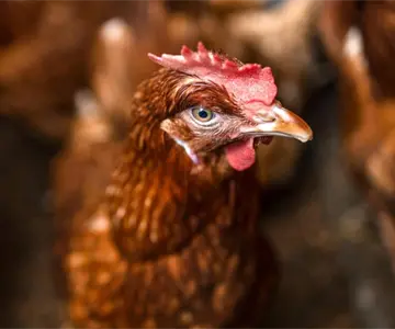 Muere en EU primer paciente contagiado en el mundo con la gripe aviar H5N5