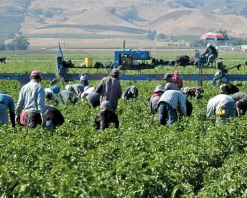 Agricultores de Sonora se desmarcan del paro nacional de este lunes