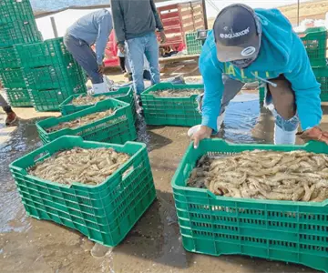 Cosaes y productores impulsan calidad sanitaria del camarón en Sonora