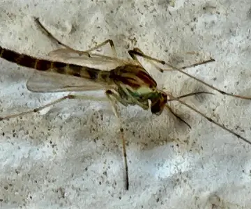 Salud confirma cinco muertes por dengue en Sonora