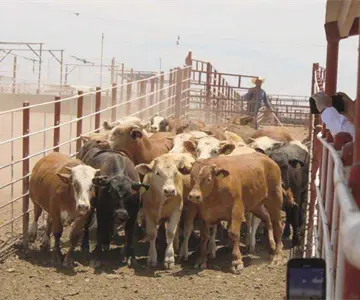 Sonora mantiene control sanitario ante gusano barrenador: Sader