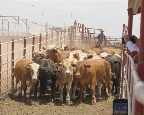Sonora mantiene control sanitario ante gusano barrenador: Sader