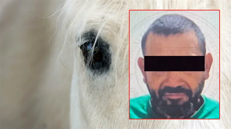 Aseguraron la zona del Ejido El Gato donde dos caballos fueron atacados (Foto: Especial / EXPRESO)