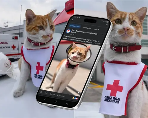 Cruzberto, el gato símbolo de la Cruz Roja Toluca, muere atropellado