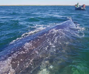 Accidente entre lancha y ballena deja una mujer muerta en Vallarta