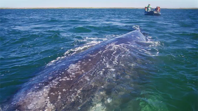 El accidente ocurrió este viernes en Puerto Vallarta. (Foto: Ilustrativa/EXPRESO)