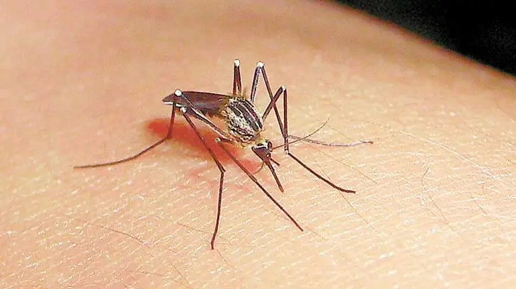 Ya suman 28 casos de zika