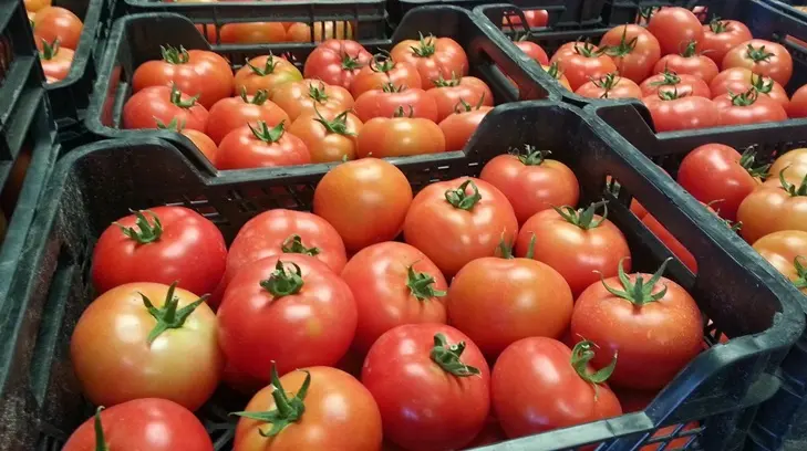 Sonora, una región estratégica para la producción de jitomate